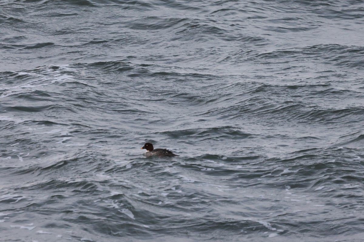 Common Goldeneye - ML646615120
