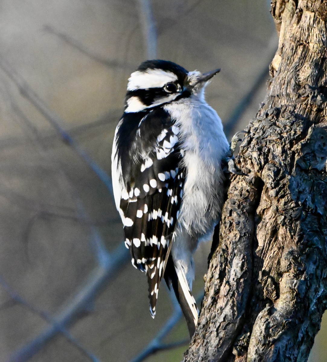 Downy Woodpecker - ML646615122