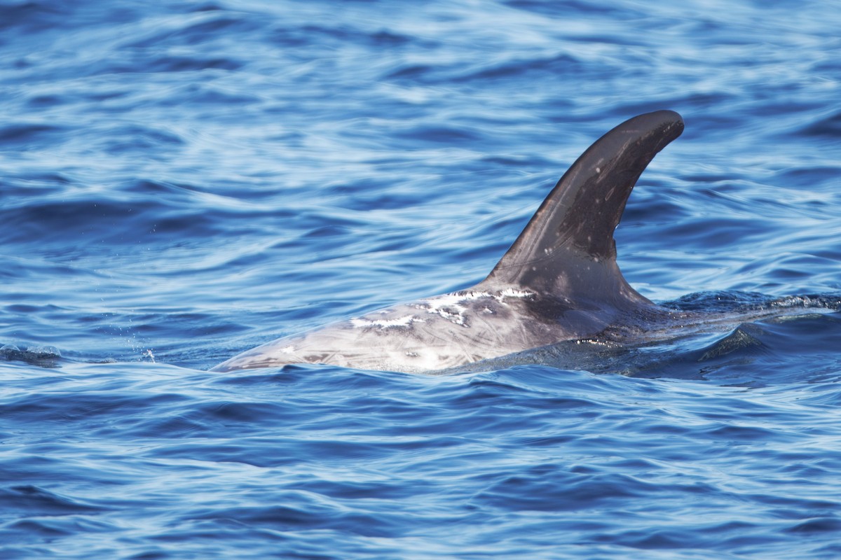Risso's Dolphin - ML646615124