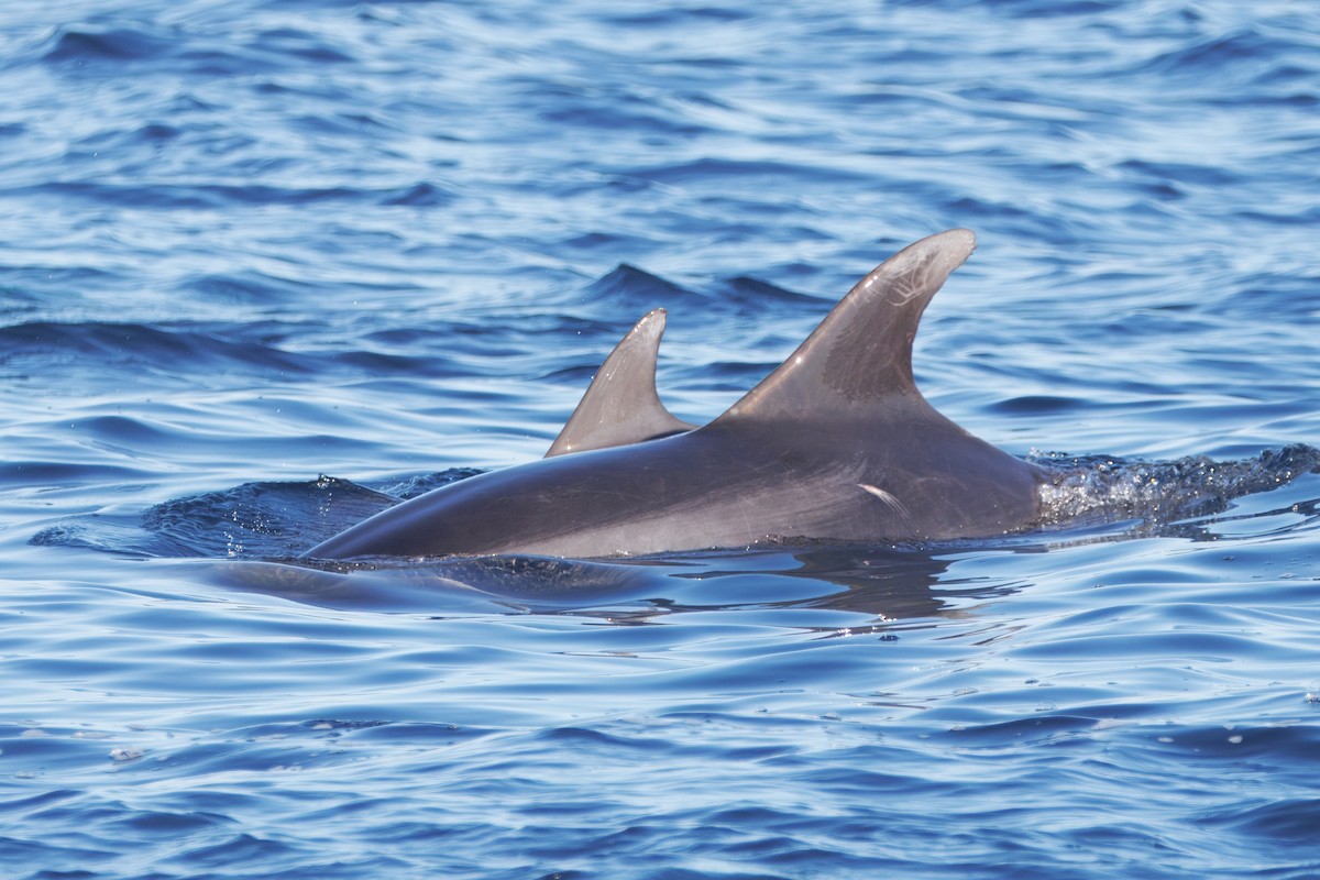 Common Bottlenose Dolphin - ML646615125