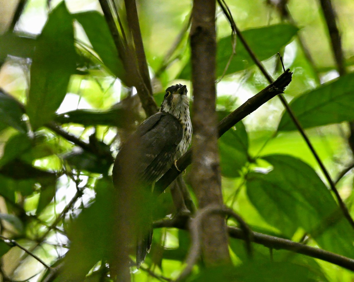 Bıyıklı Atmaca Guguğu - ML646615128