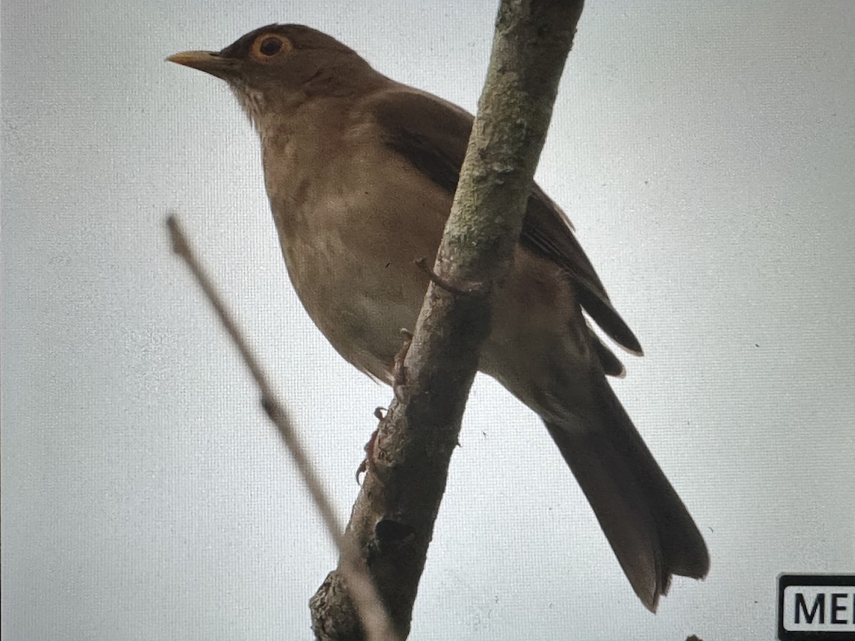 Spectacled Thrush - ML646615129
