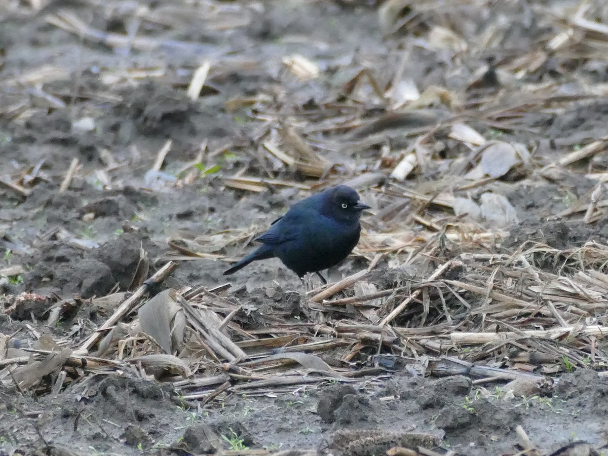 Brewer Karatavuğu - ML646615130