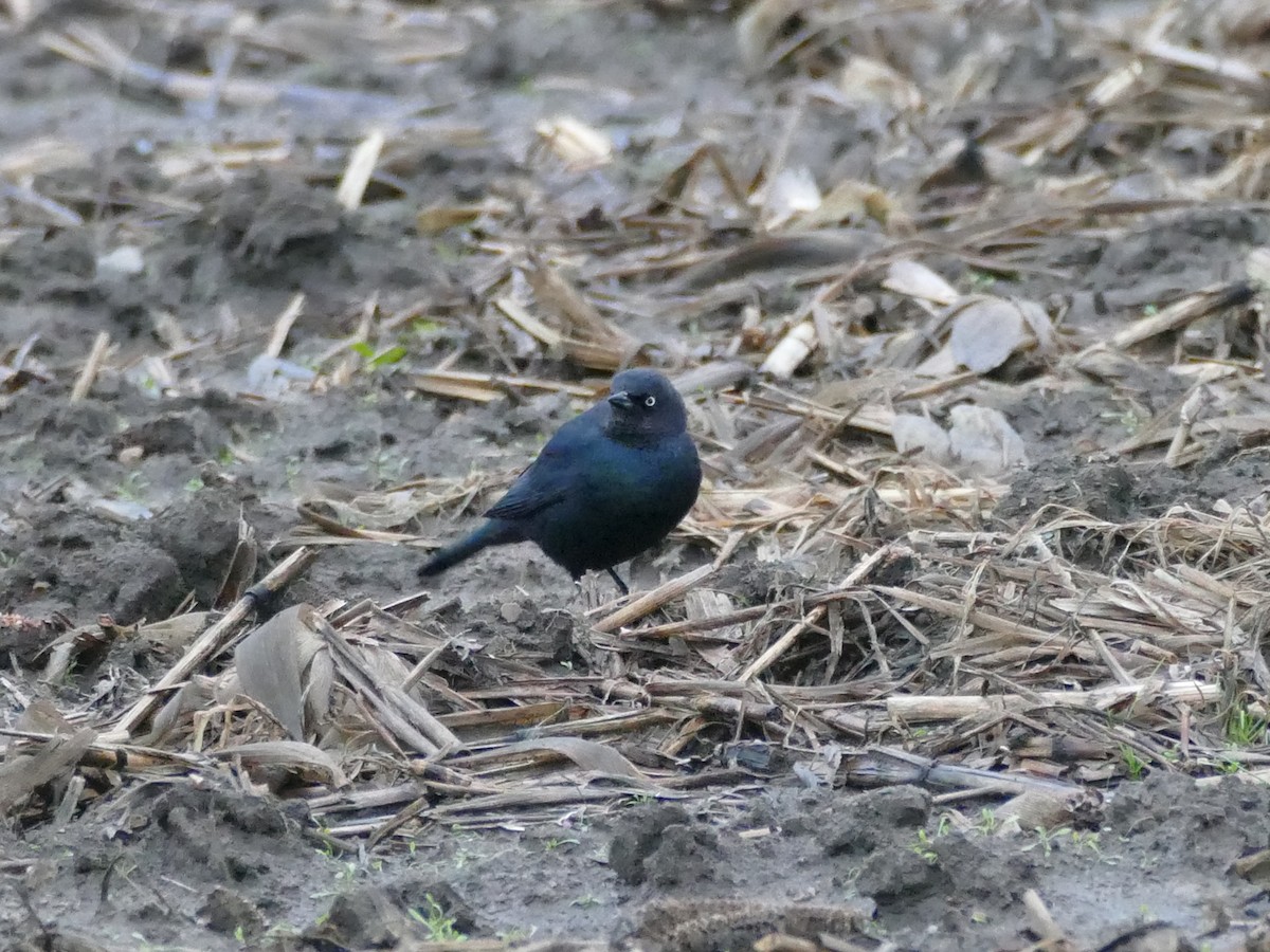 Brewer Karatavuğu - ML646615131