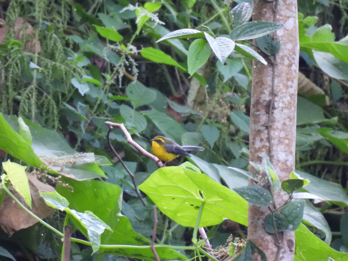 Yellow-bellied Fairy-Fantail - ML646615134