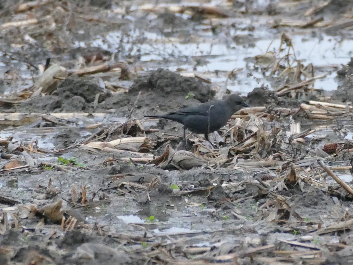 Brewer Karatavuğu - ML646615135