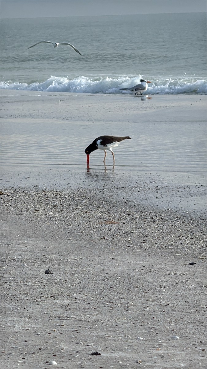 American Oystercatcher - ML646615136
