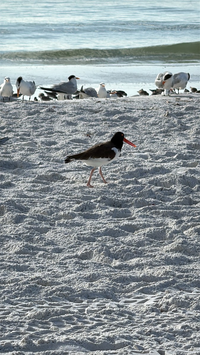 American Oystercatcher - ML646615137