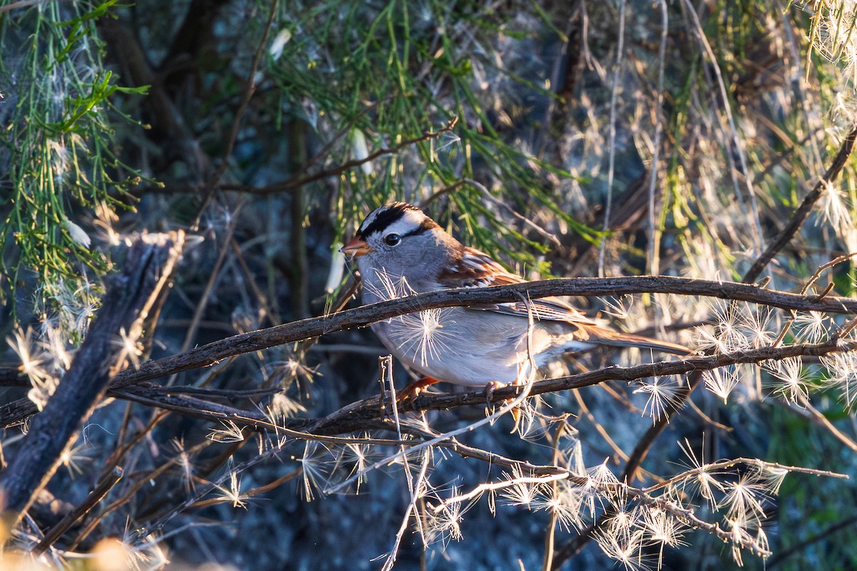 White-crowned Sparrow - ML646615139