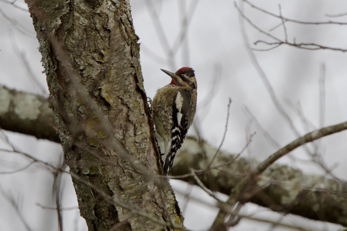 Sarı Karınlı Ağaçkakan - ML646615141