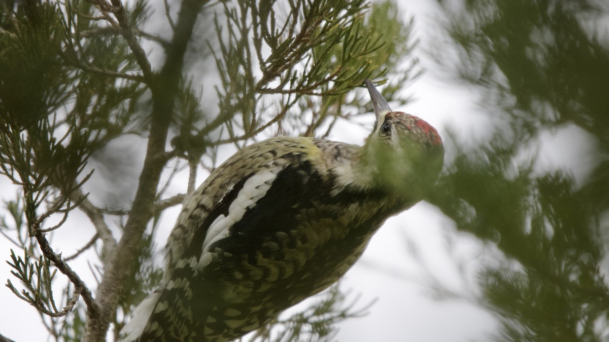 Sarı Karınlı Ağaçkakan - ML646615142