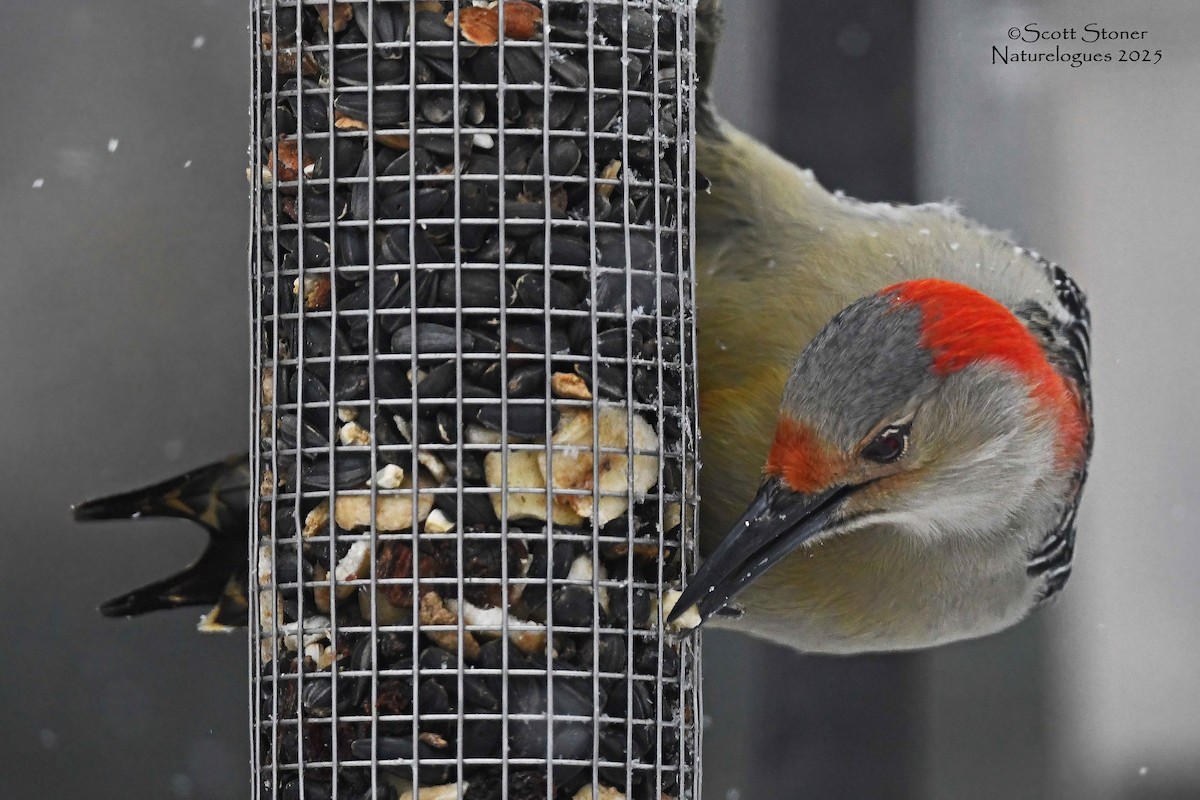 Carpintero de Carolina - ML646615143