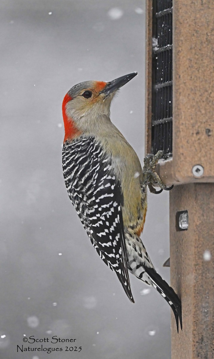 Carpintero de Carolina - ML646615144