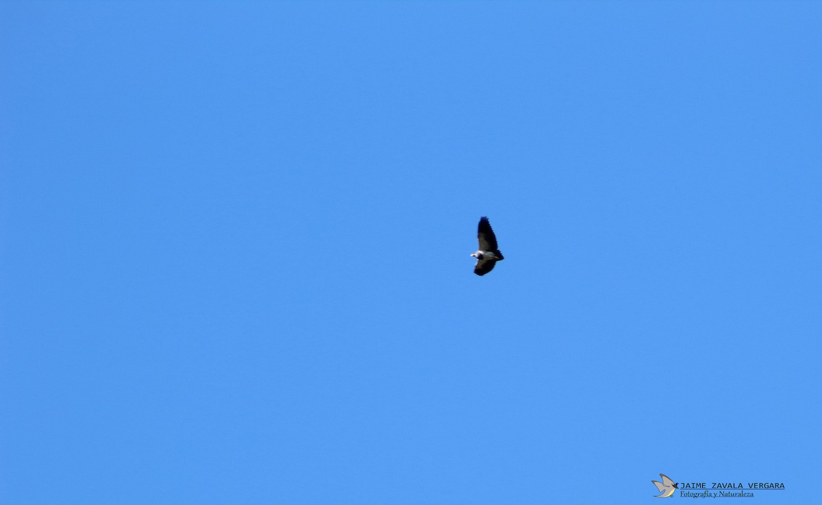 Black-chested Buzzard-Eagle - ML646615146