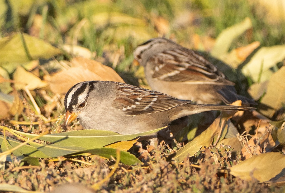 White-crowned Sparrow - ML646615147