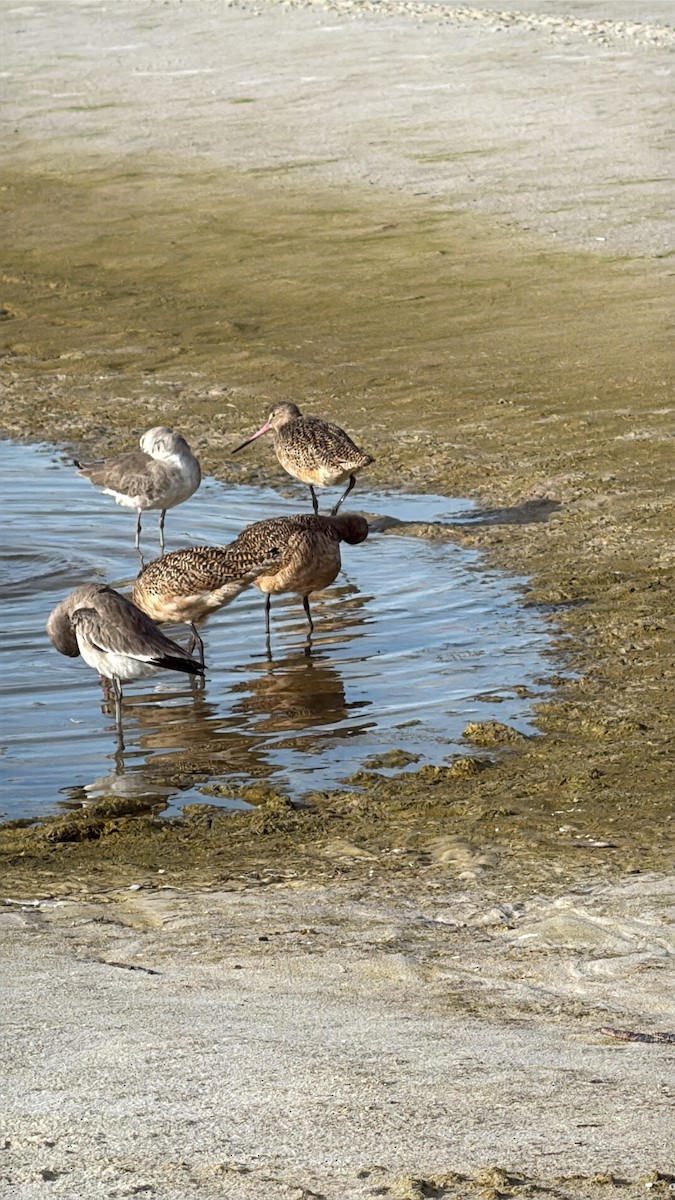 Marbled Godwit - ML646615149