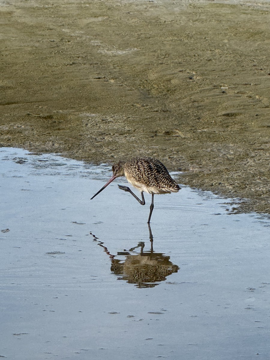 Marbled Godwit - ML646615150