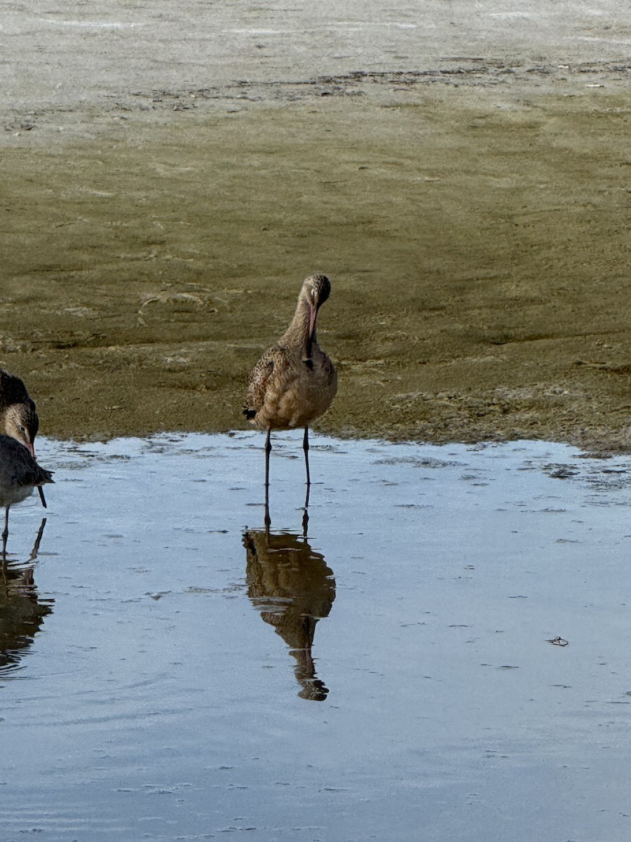 Marbled Godwit - ML646615151