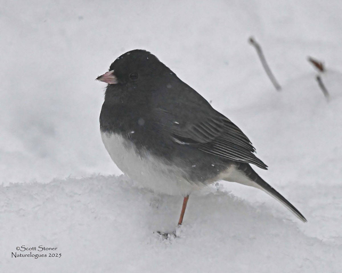 Dark-eyed Junco - ML646615152