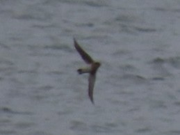 Пещерная ласточка - ML646615153