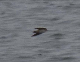 Пещерная ласточка - ML646615155