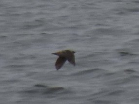 Пещерная ласточка - ML646615156