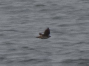 Пещерная ласточка - ML646615157