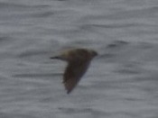 Пещерная ласточка - ML646615158