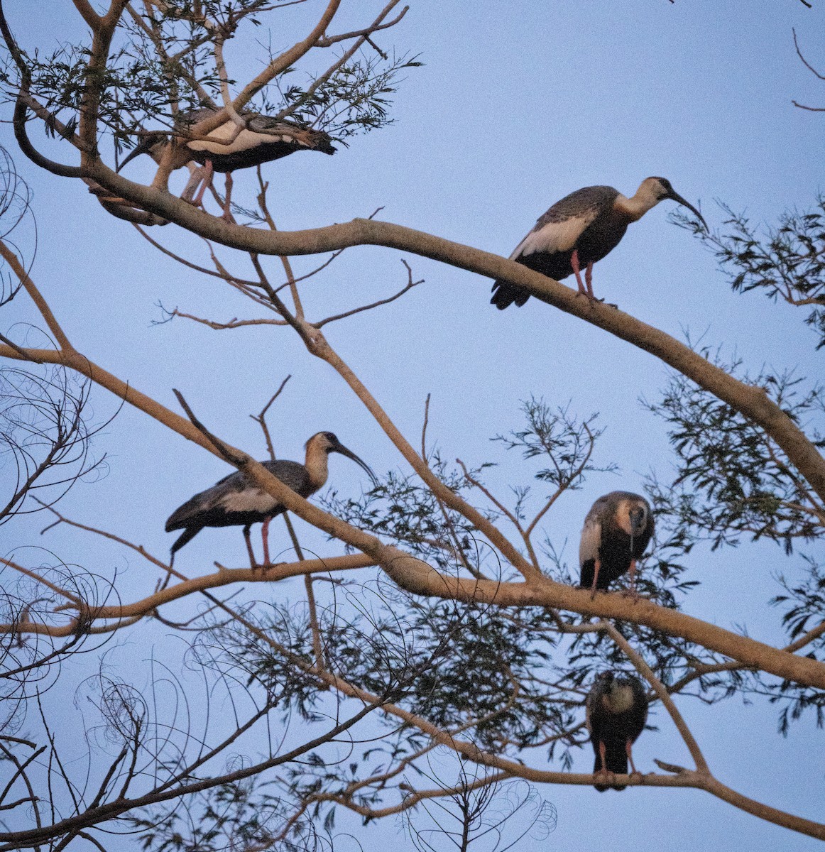 Bandurria Común - ML646615167