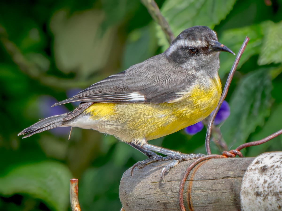 Zuckervogel - ML646615168