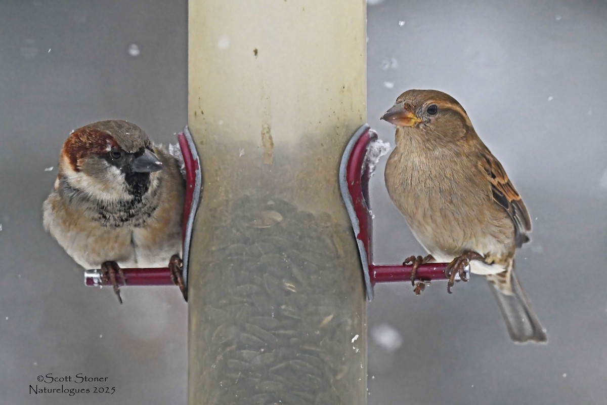 House Sparrow - ML646615170