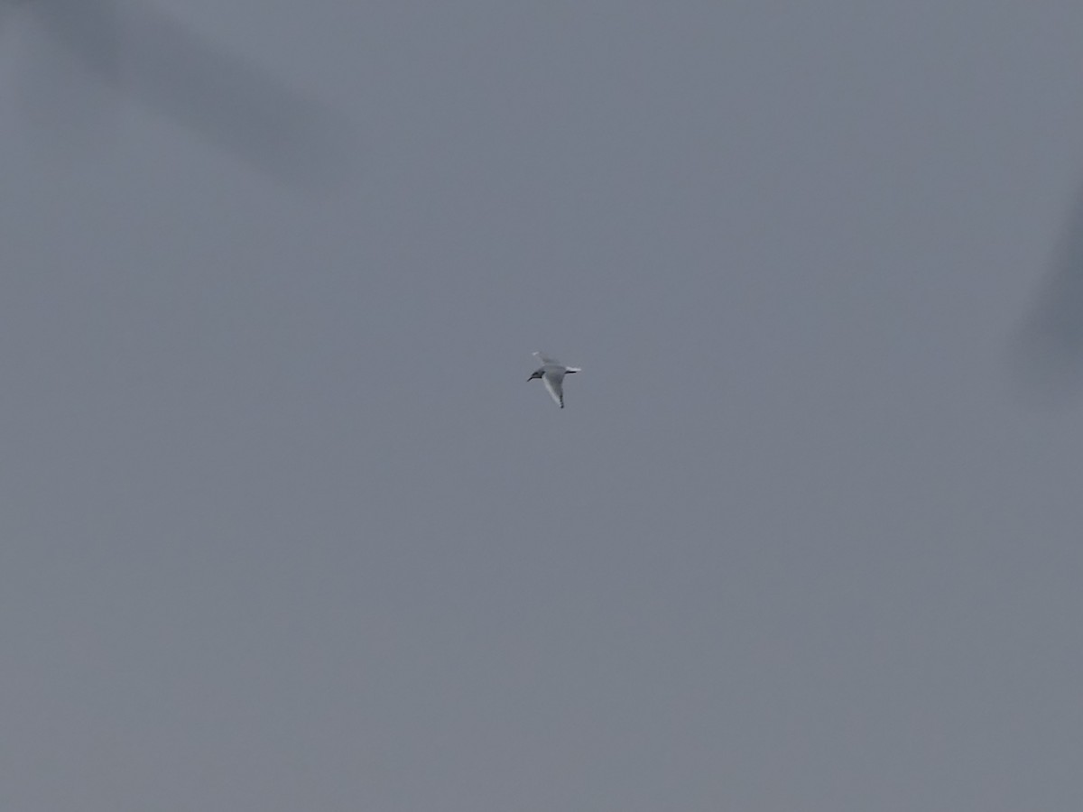 Küçük Karabaş Martı - ML646615172