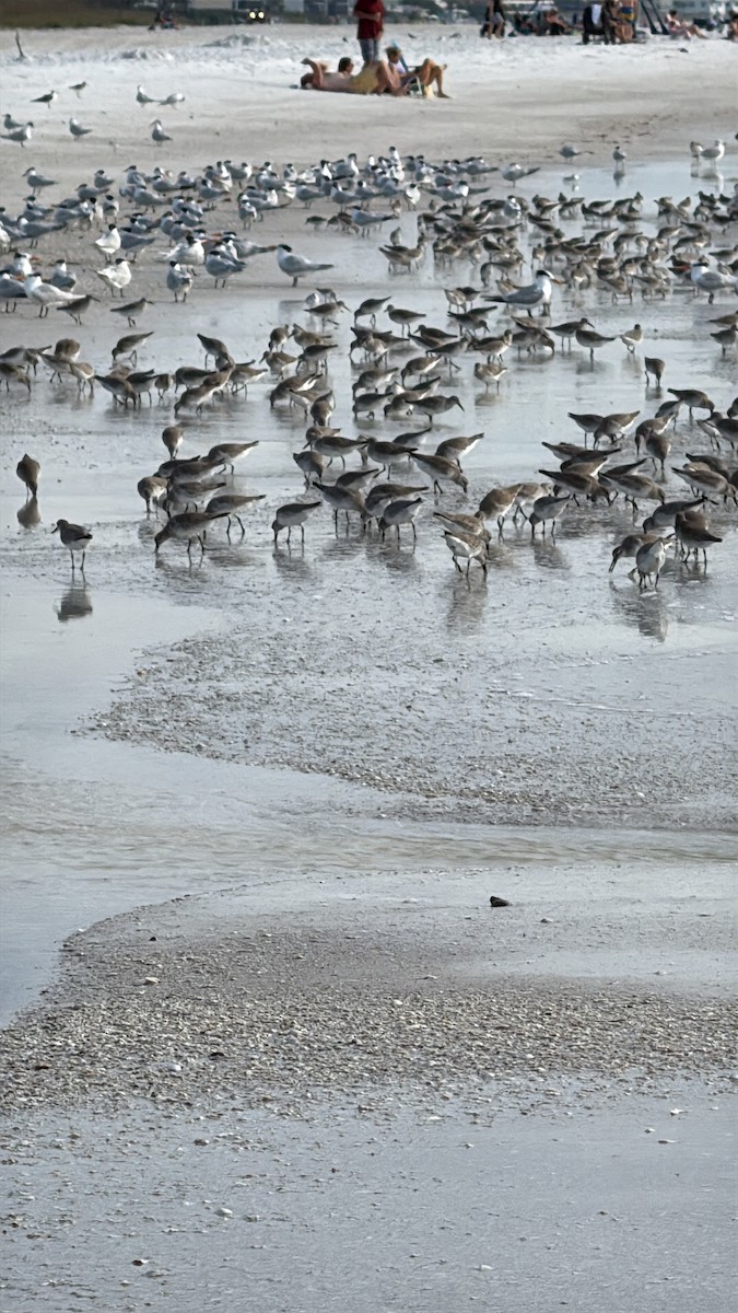 jespák rezavý - ML646615173