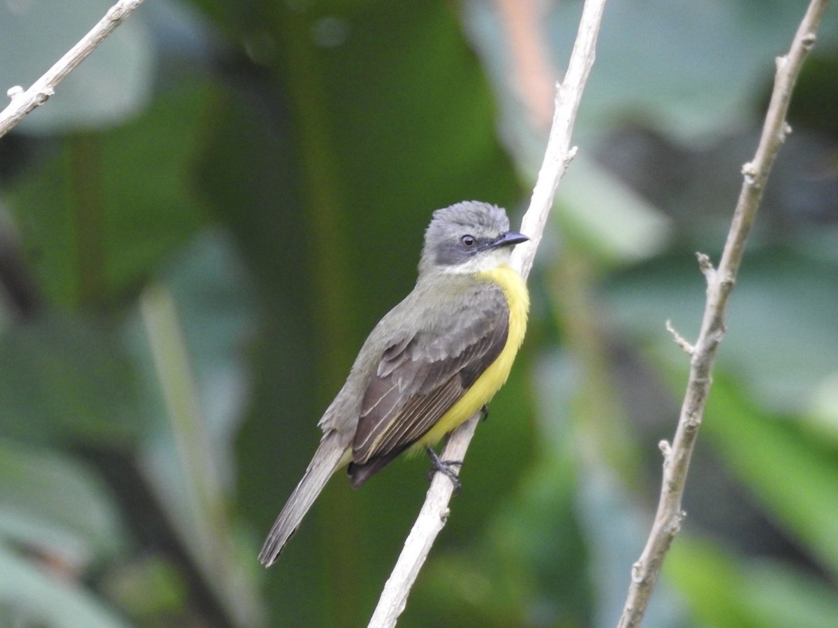 Gray-capped Flycatcher - ML646615174