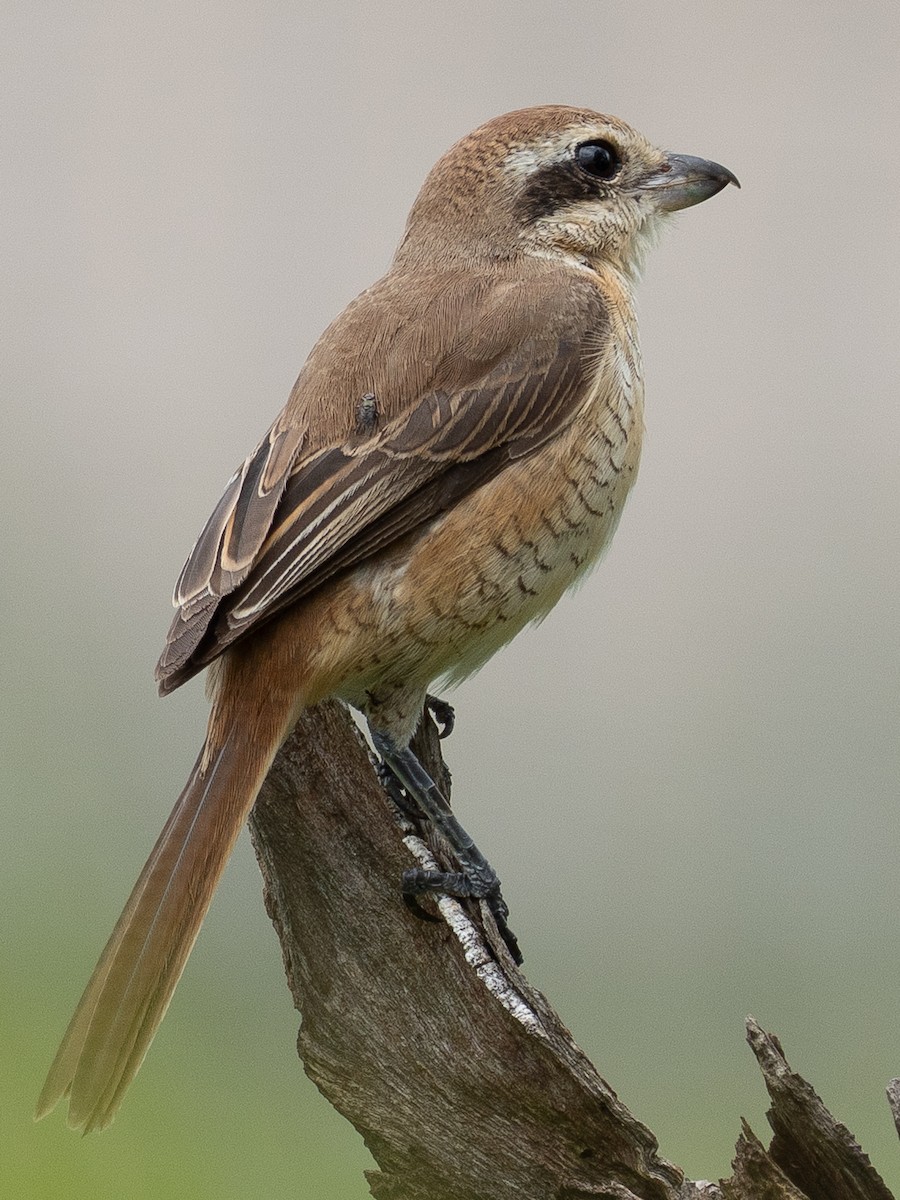 brunvarsler - ML646615175