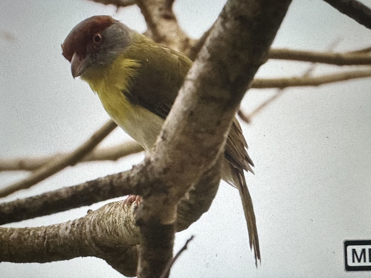 Віреон рудобровий - ML646615179