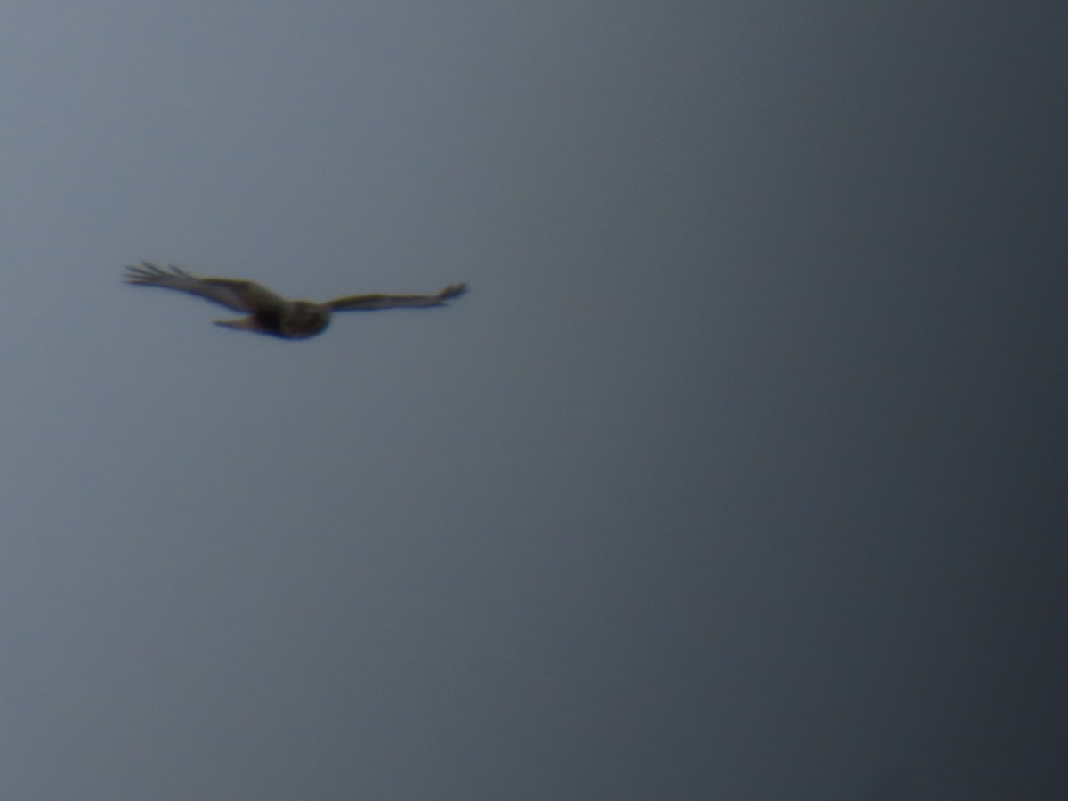Rough-legged Hawk - ML646615181