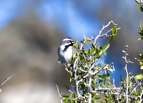 Black-throated Sparrow - ML646615182