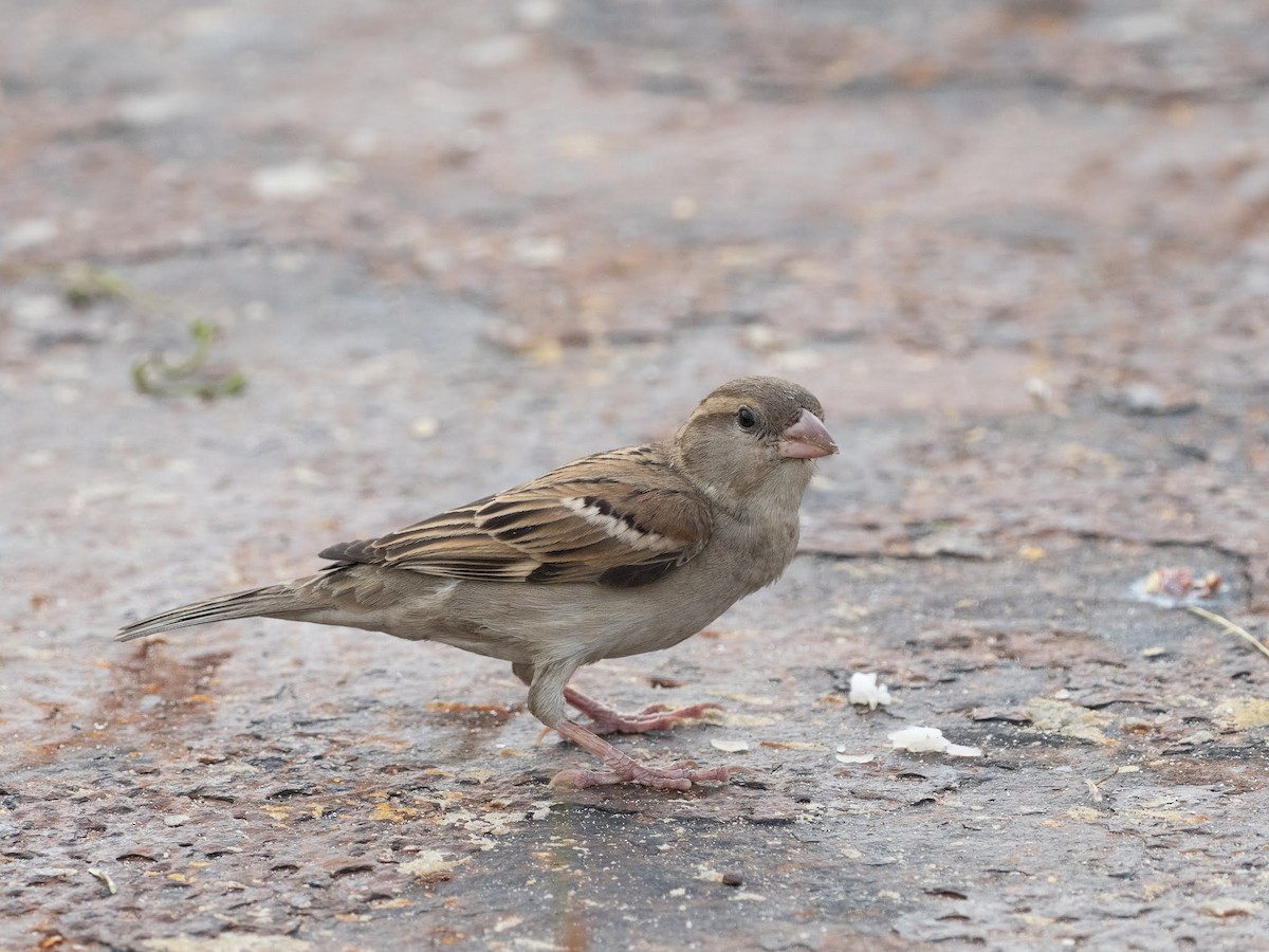 gråspurv - ML646615183