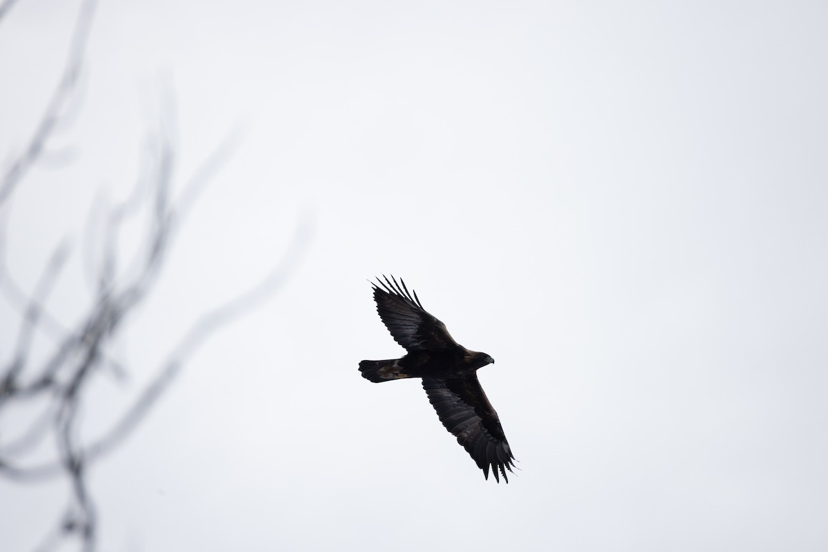 金鵰 - ML646615184