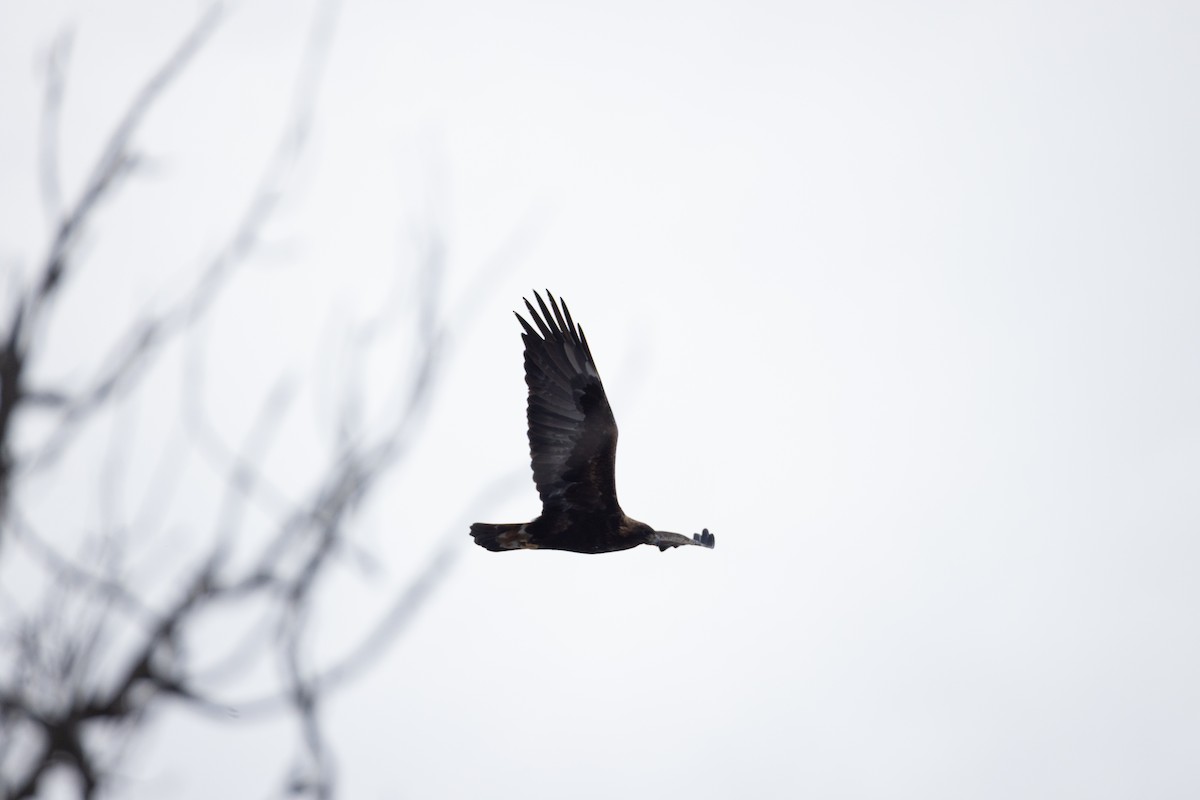 金鵰 - ML646615185