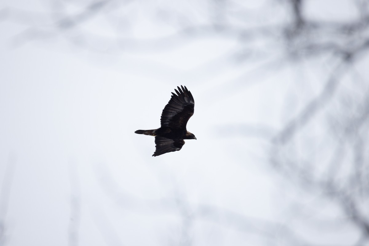 金鵰 - ML646615186