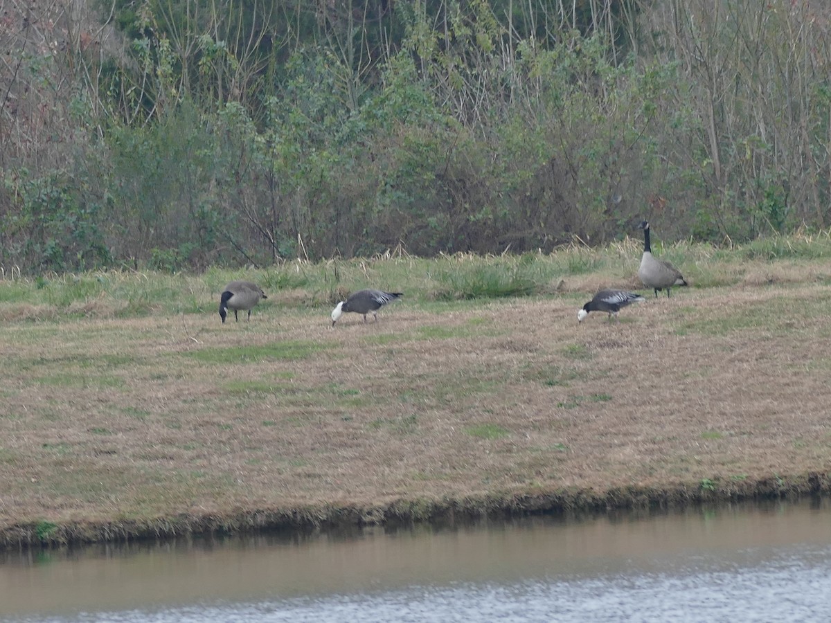 Kar Kazı - ML646615187