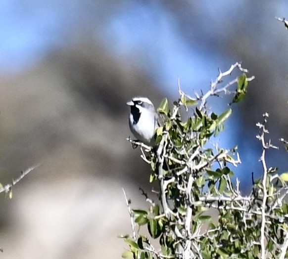 Black-throated Sparrow - ML646615188