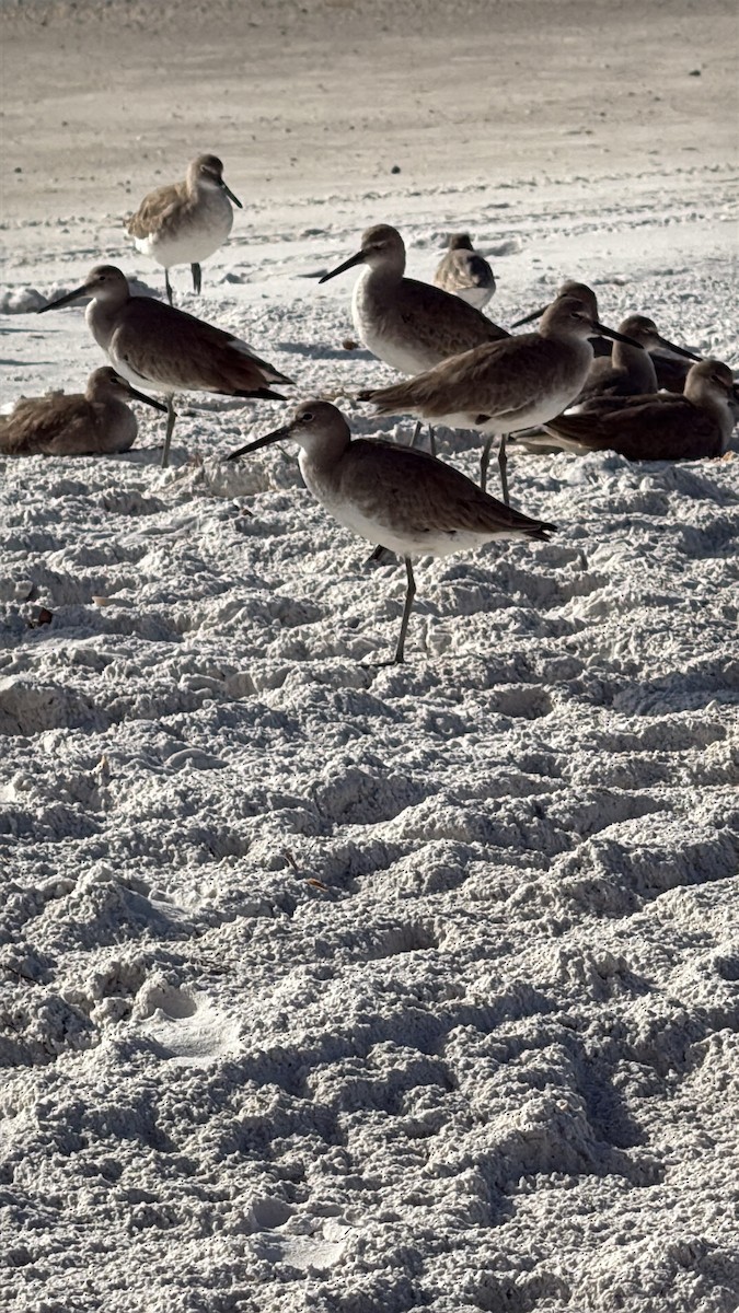 Piro piro semipalmato - ML646615191