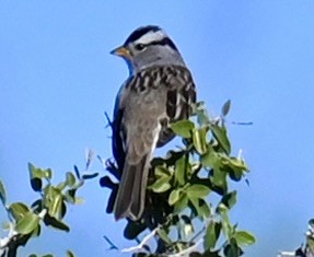 White-crowned Sparrow - ML646615193