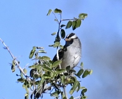 White-crowned Sparrow - ML646615195