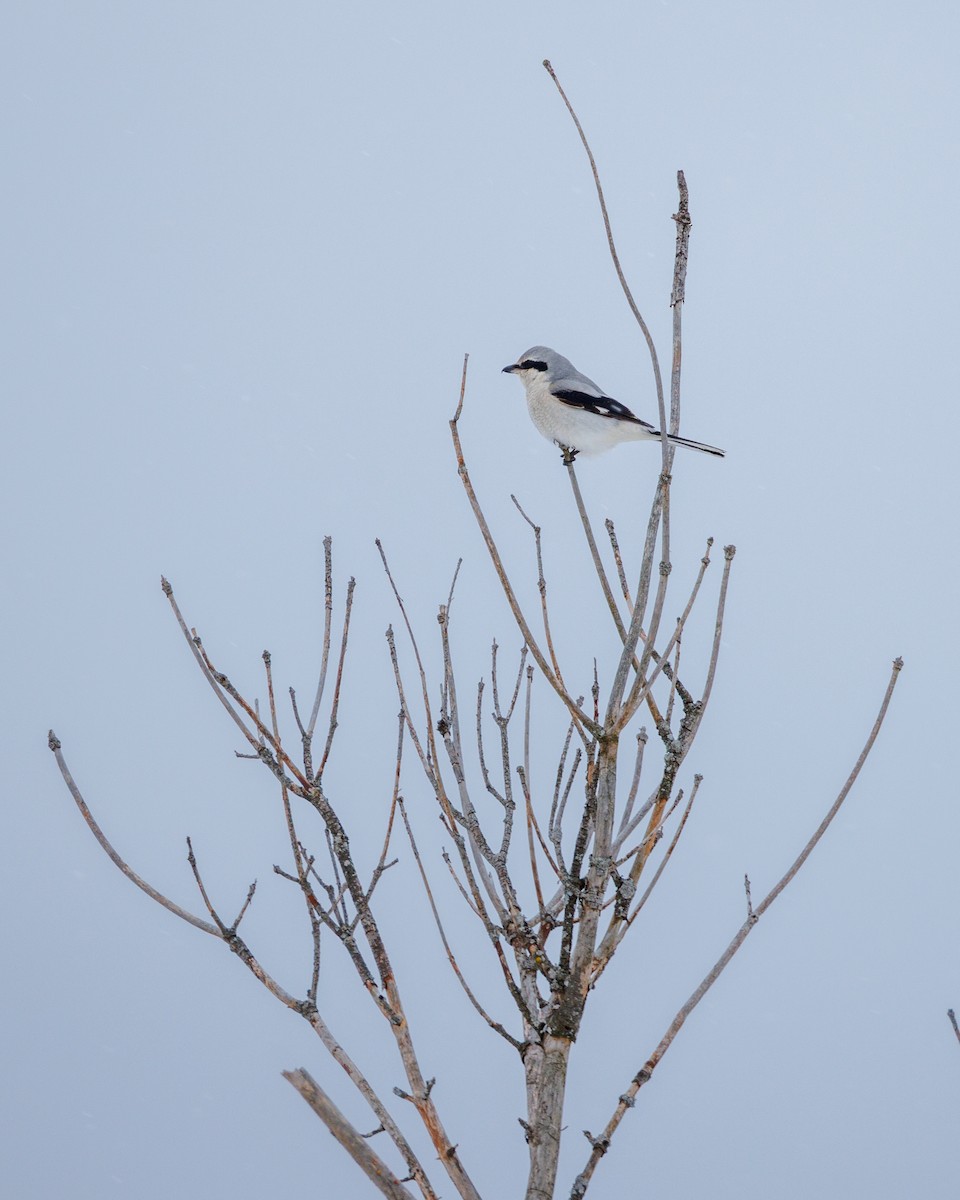 Northern Shrike - ML646615196