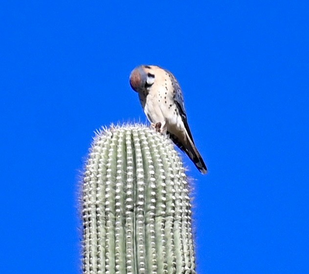 American Kestrel - ML646615197
