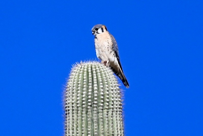 American Kestrel - ML646615198